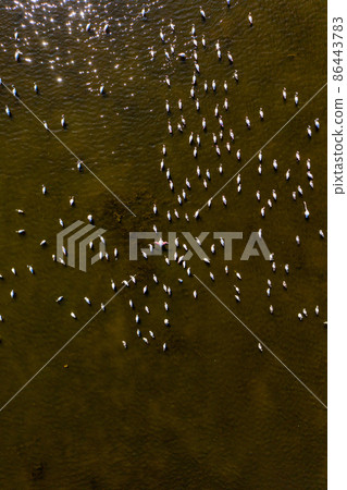 Aerial of pink flamingoes in Korission Lake in Greece 86443783