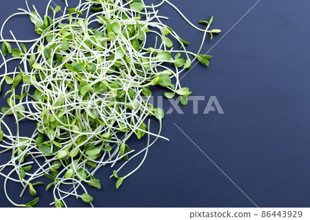 Sunflower Sprout on dark background. 86443929