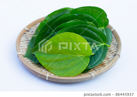 Green betel leaves, Fresh piper betle on white background 86443937