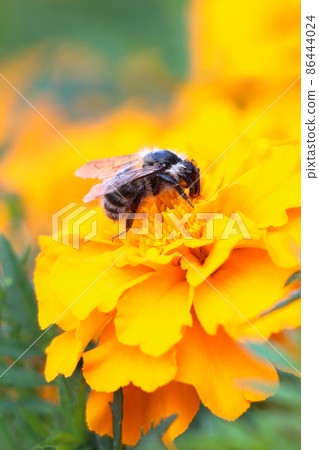 Close-up view of bee on the blossom yellow flower. Vertical photo. 86444024