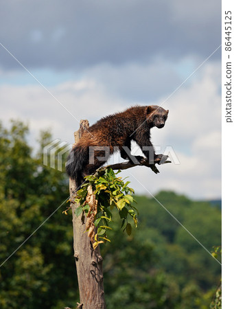 Wolverine aka wolverene - Gulo gulo - resting on top of dry tree, blurred forest and sky background 86445125