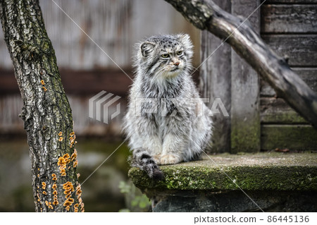 Pallas's cat - Otocolobus manul - resting on stone porch Pallas's cat - Otocolobus manul - resting on stone porch 86445136
