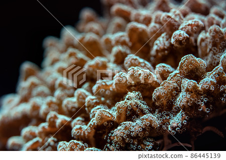 Underwater photo, close up of coral emitting fluorescent light. Abstract marine background Underwater photo, close up of coral emitting fluorescent light. Abstract marine background 86445139