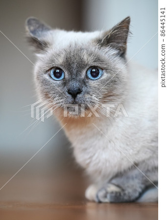 Older gray cat with piercing blue eyes, sitting on wooden floor, shallow depth of field photo Older gray cat with piercing blue eyes, sitting on wooden floor, shallow depth of field photo 86445141