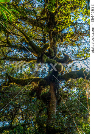 New Zealand tropical jungle forest. Green natural background. 86445658