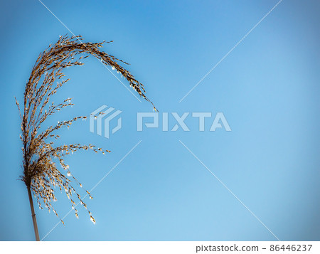 Aozora and Suzuki 86446237