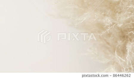Dried pampas grass on beige background Dried pampas grass on beige background 86446262