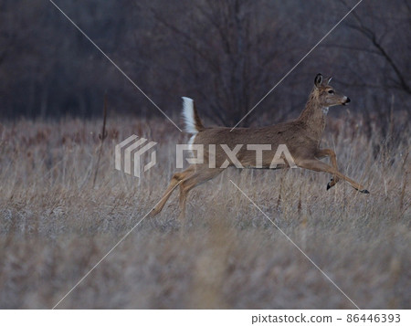 跑在草甸的母白尾鹿 86446393