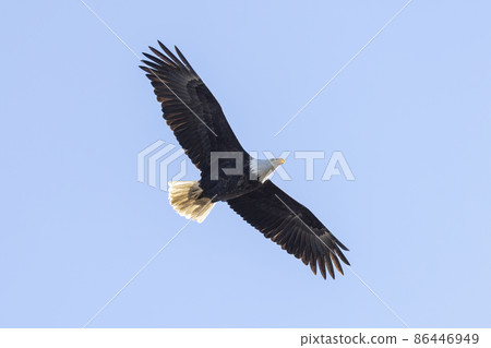 bald eagle bird bald eagle bird 86446949