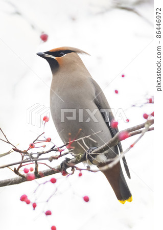 Bohemian Waxwing bird Bohemian Waxwing bird 86446972