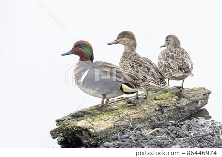Green winged Teal 86446974