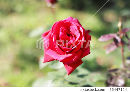 A red rose A red rose 86447124