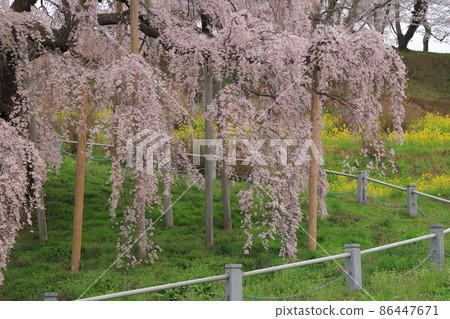 Miharu waterfall cherry tree of Fukushima Miharu waterfall cherry tree of Fukushima 86447671