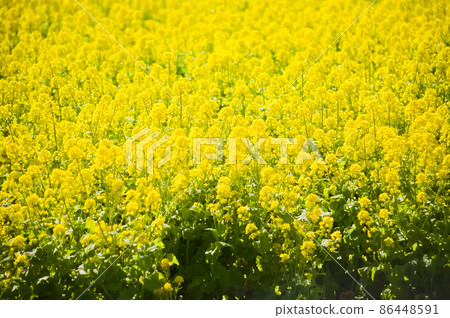油菜花遍地盛開 油菜花遍地盛開 86448591