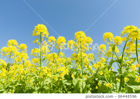 Close-up photography of rape blossoms 86448596