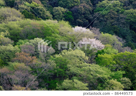 Early spring mountains, fresh green and cherry blossoms Early spring mountains, fresh green and cherry blossoms 86449573