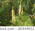 Pine pollen 86449652