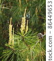 Pine pollen 86449653