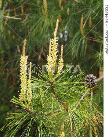Pine pollen 86449653