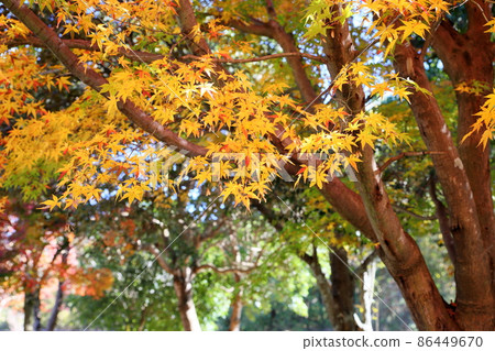 Colored leaf of maple 86449670