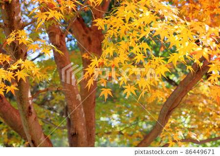 Autumn park colored maple leaves 86449671