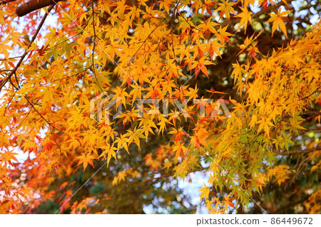 Autumn park colored maple leaves 86449672