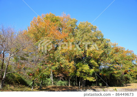 Autumn park 86449673