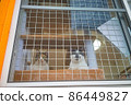 Protected cat house 86449827