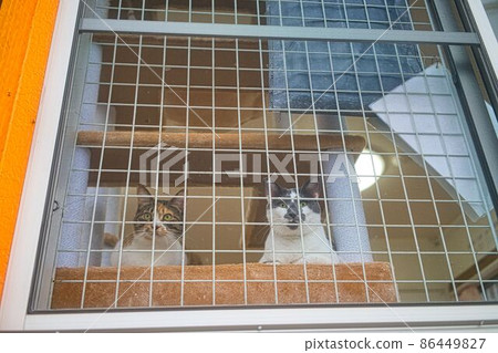 Protected cat house Protected cat house 86449827