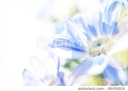 Cineraria soft blue flower background material 86450026