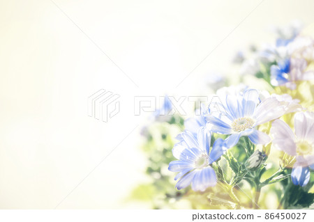 Cineraria soft blue flower background material Cineraria soft blue flower background material 86450027