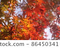 Red and yellow autumn leaves 86450341