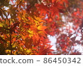 Autumn leaves with a mixture of red and yellow 86450342