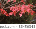 Autumn leaves of Kaede tree 86450343