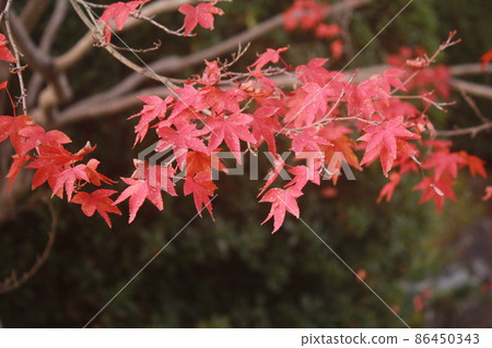 Autumn leaves of Kaede tree Autumn leaves of Kaede tree 86450343