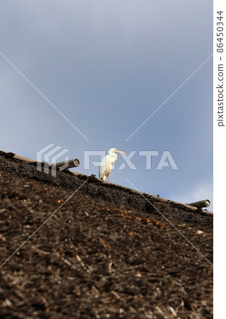A cute Great Egret perched on a thatched roof 86450344