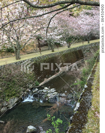 Cherry blossoms and streams Cherry blossoms and streams 86450400