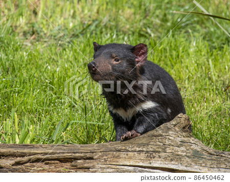 Tasmanian Devil Tasmanian Devil 86450462