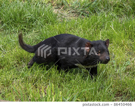 Running Tasmanian devil 86450466