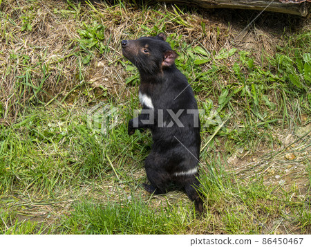Standing Tasmanian devil 86450467