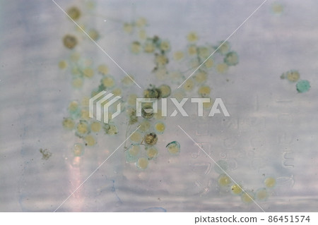 人工產卵床上的日本青鱂卵的宏觀特寫攝影。 86451574