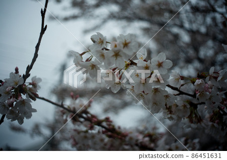 櫻花被雨淋濕了 櫻花被雨淋濕了 86451631