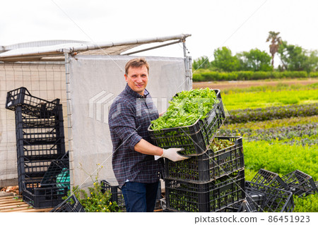 Successful horticulturist with freshly harvested mizuna Successful horticulturist with freshly harvested mizuna 86451923