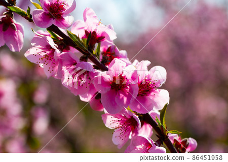 Beautiful blooming peach trees in spring garden Beautiful blooming peach trees in spring garden 86451958