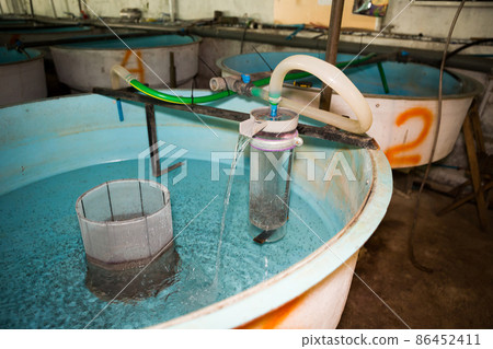 Sturgeon fry in tank on fish farm Sturgeon fry in tank on fish farm 86452411