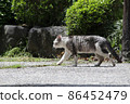 Gray and white cat taking a leisurely walk 86452479