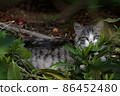 Cat hidden in the grass 86452480