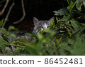 A cat watching through a gap in the grass 86452481