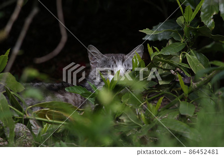A cat watching through a gap in the grass A cat watching through a gap in the grass 86452481