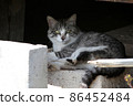 A laid-back gray cat under the eaves 86452484